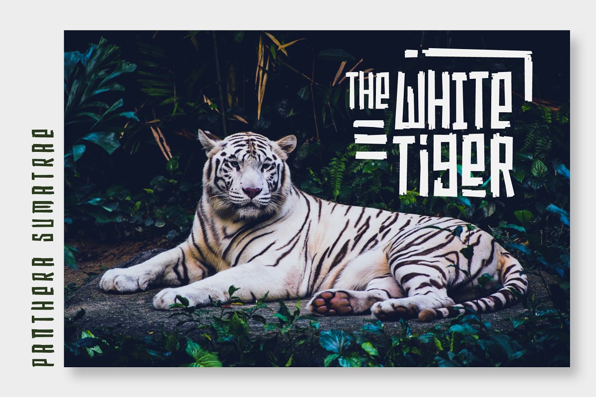 Afolkalips Font Free Download