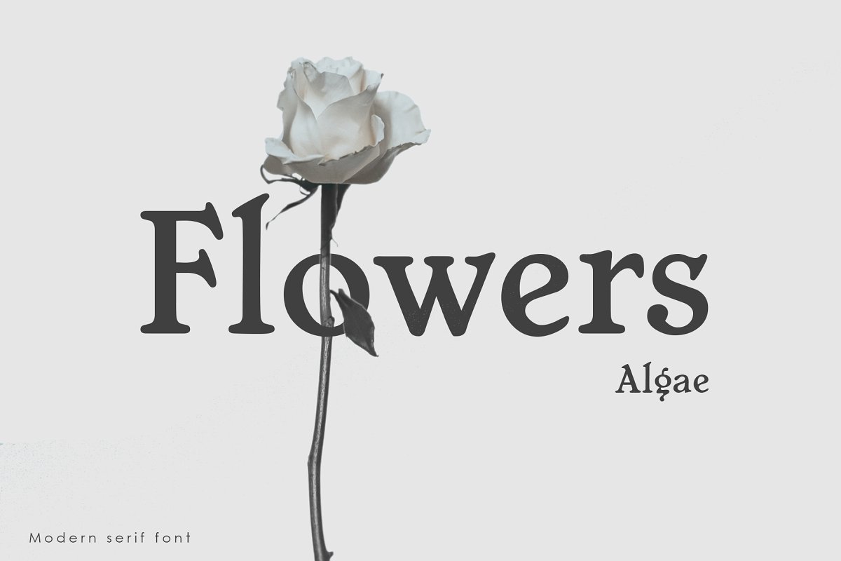 Algae Modern Serif Font Free Download