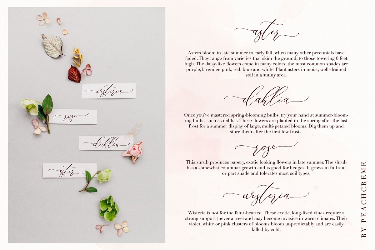 Floral Hearts Luxury Script Font