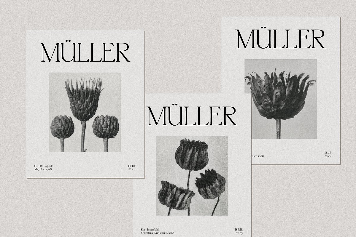 Florentino   Calligraphic Serif Font Free Download