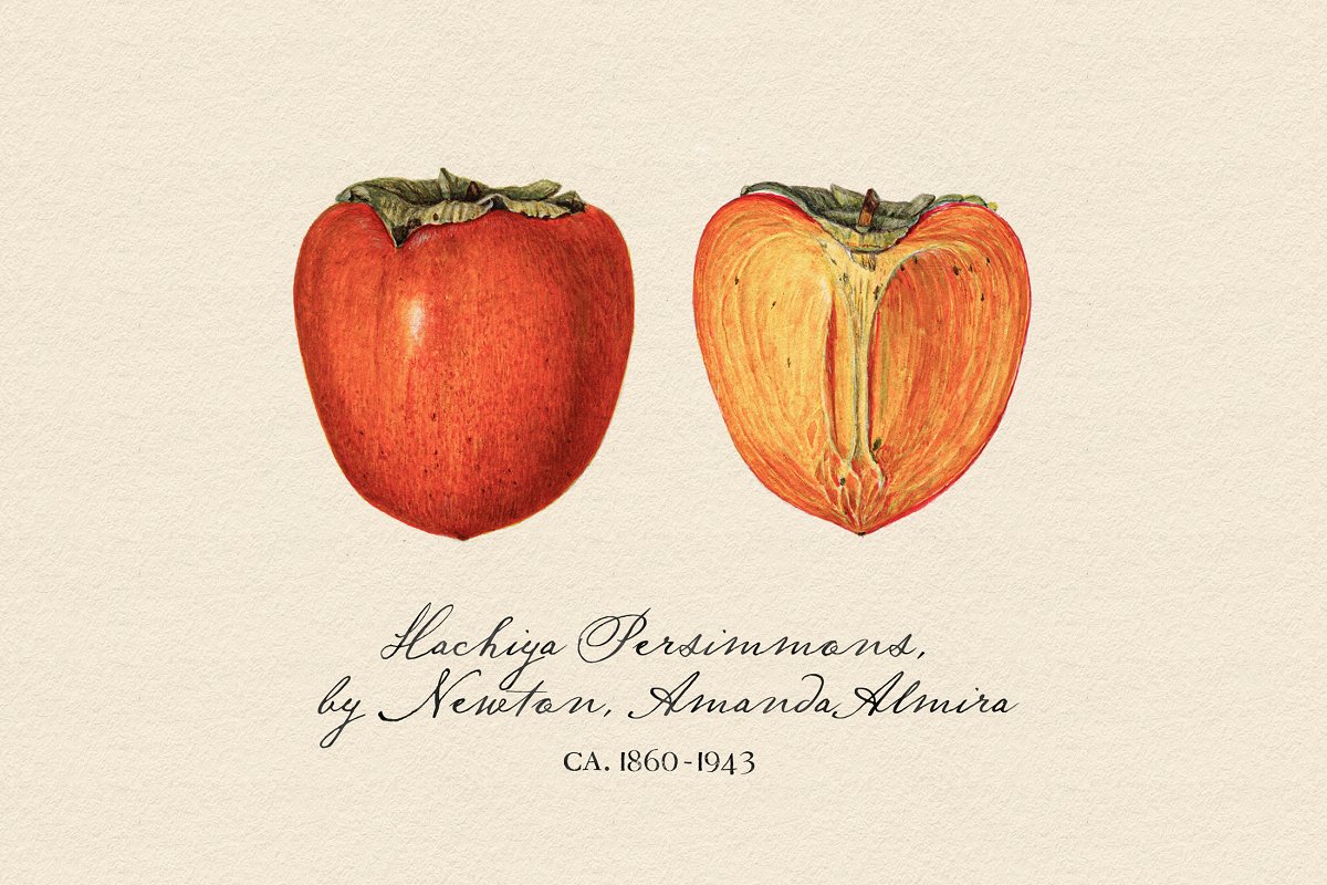 Nightingale Script Font