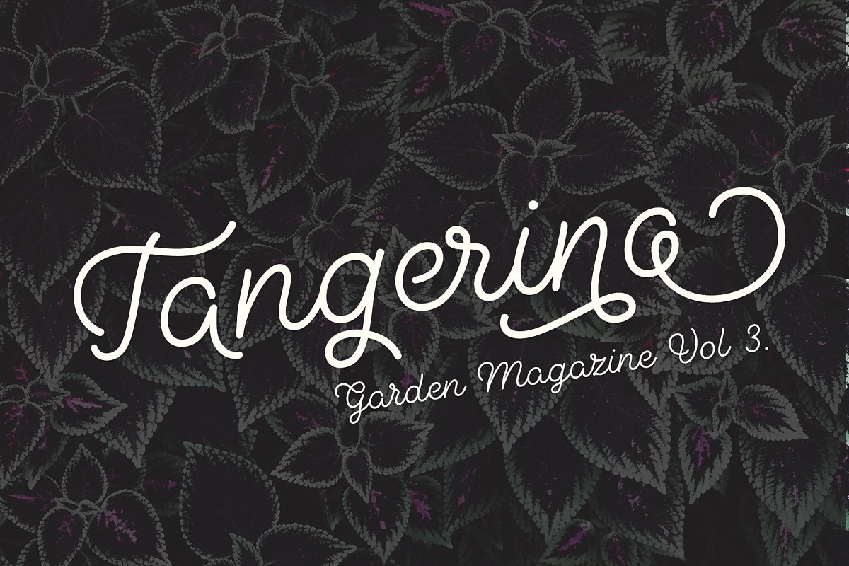 Sugar Cane Font Free Download